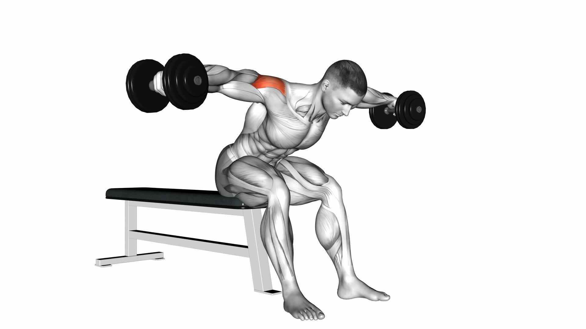 Dumbbell Rear Fly - Video Exercise Guide & Tips