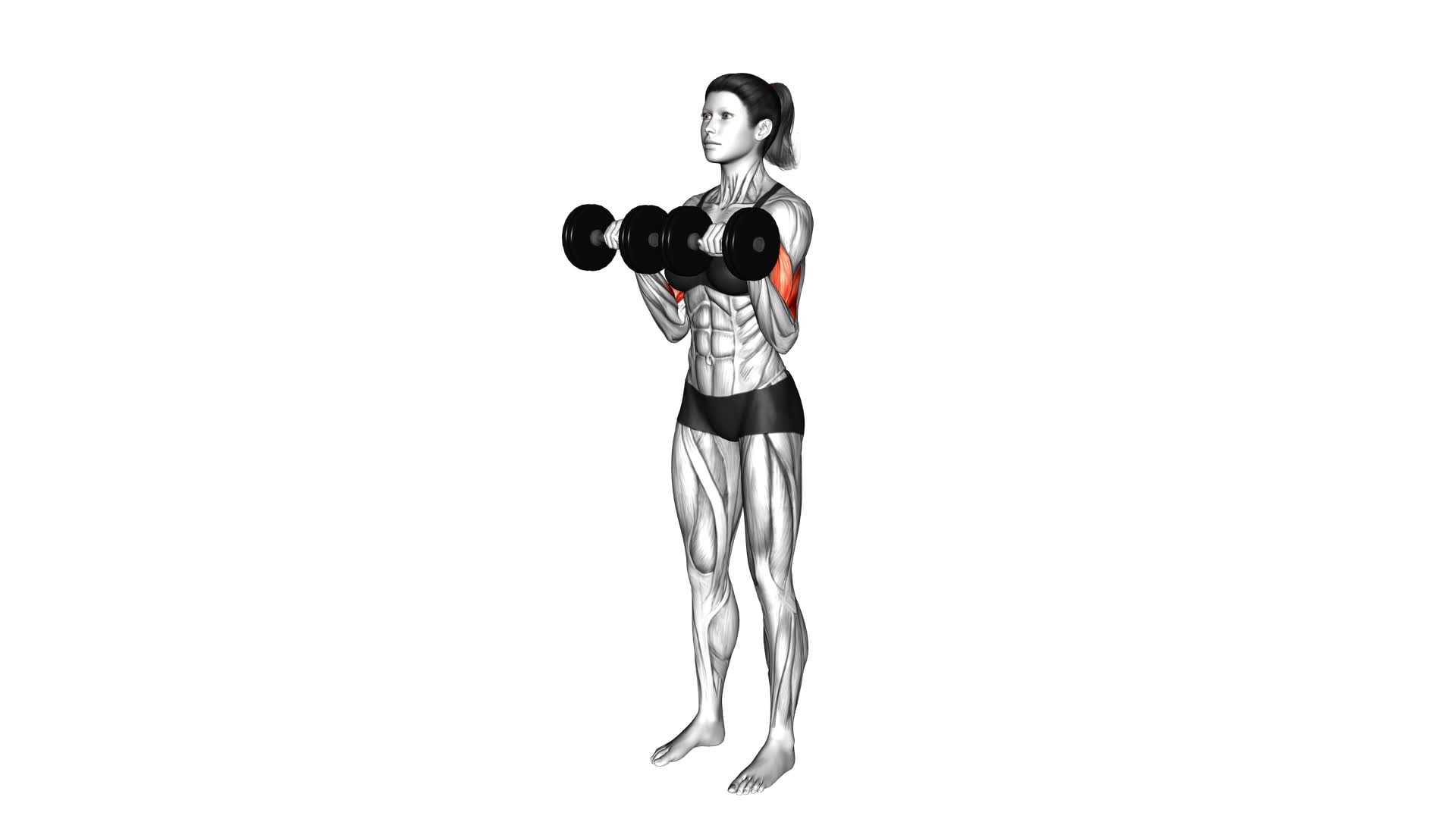 Dumbbell Reverse Grip Biceps Curl (Female) - Video Exercise Guide & Tips