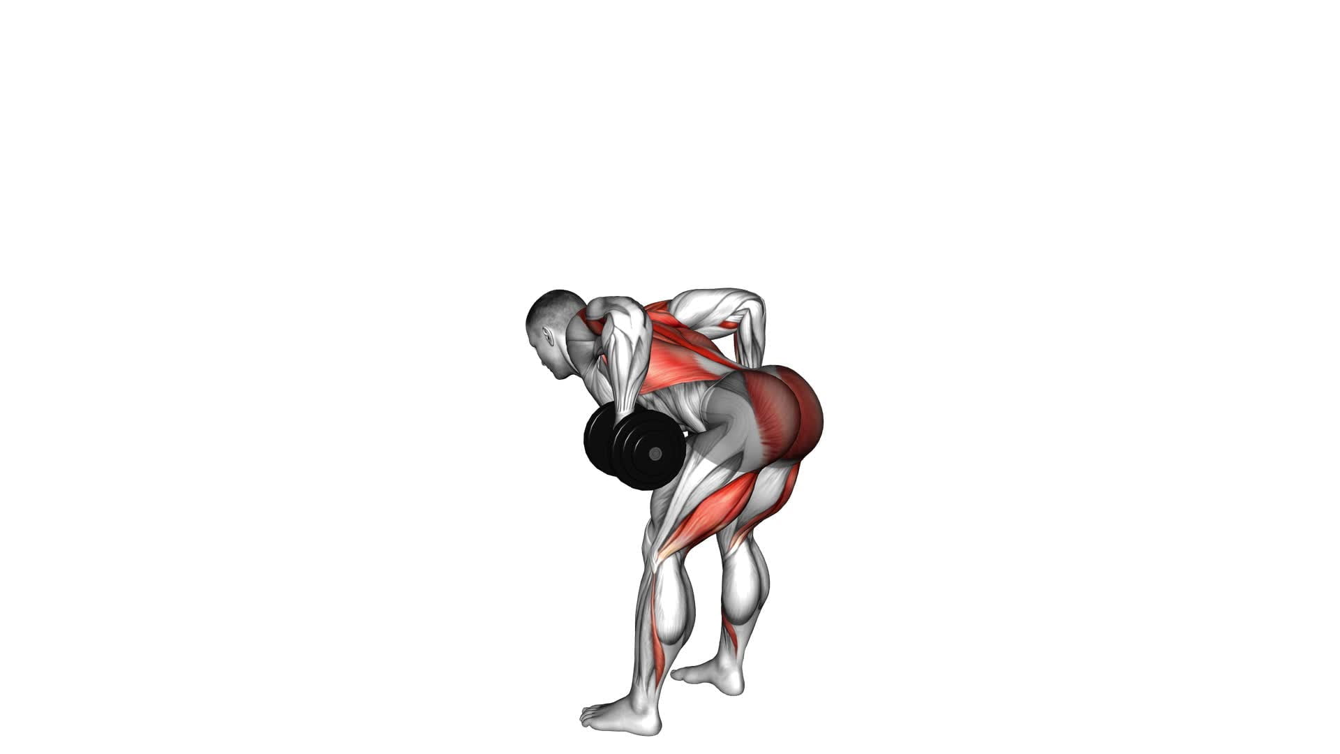Dumbbell Romanian Deadlift to Bent Over Row - Video Exercise Guide & Tips