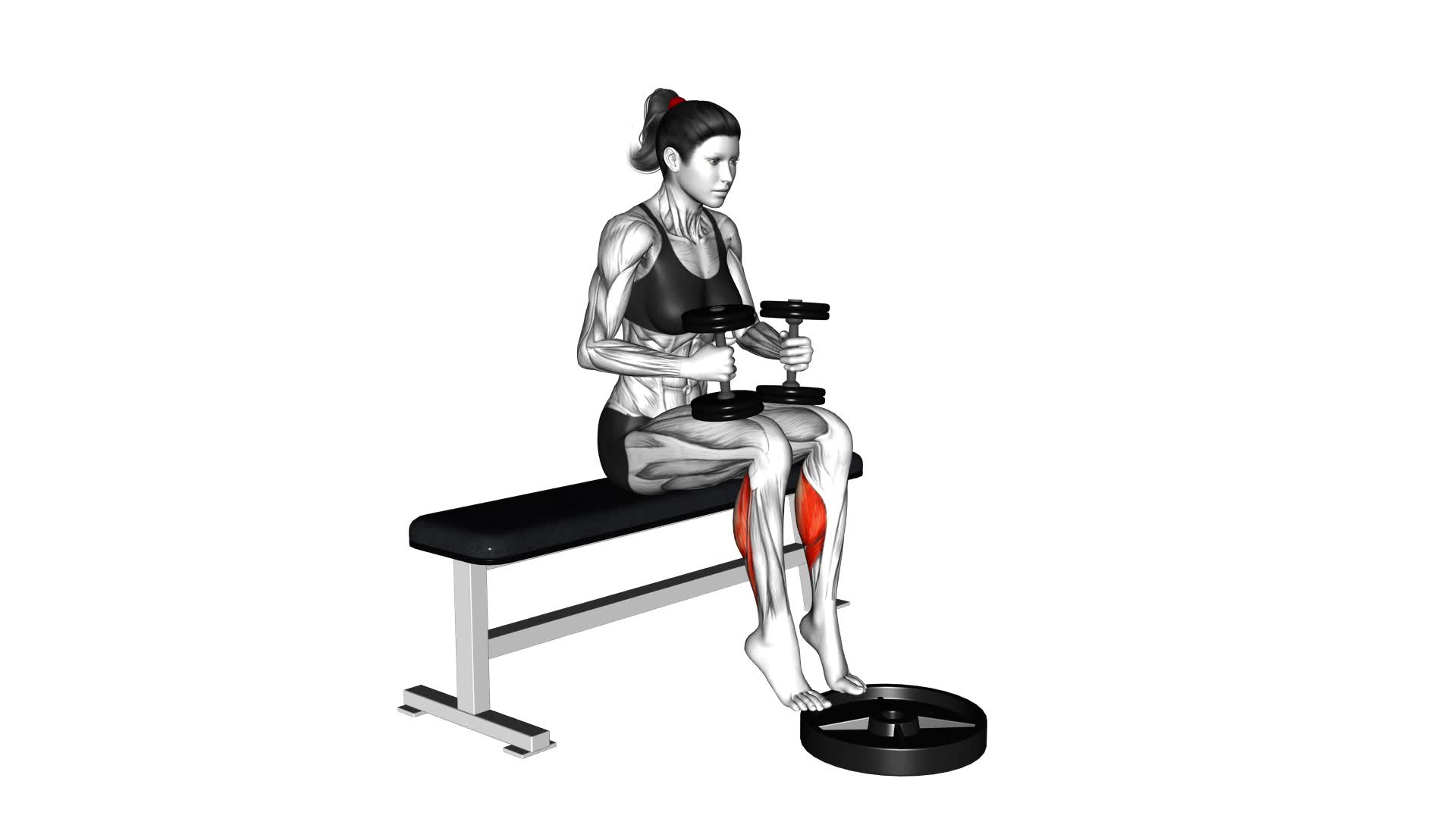 Dumbbell Seated Calf Raise (female) - Video Exercise Guide & Tips