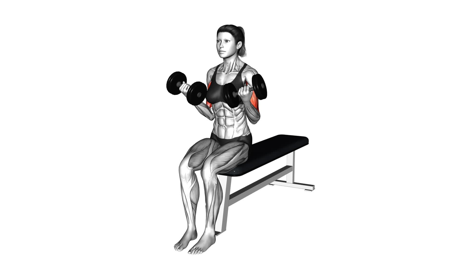 Female Dumbbell Seated Curl Video Guide And Tips For Effective Workout 3691