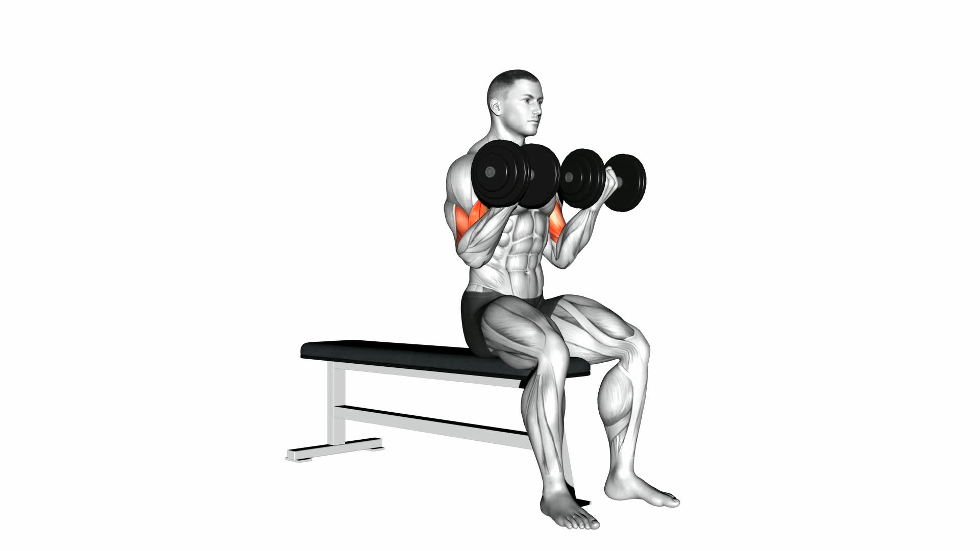 Dumbbell Seated Curl - Video Exercise Guide & Tips