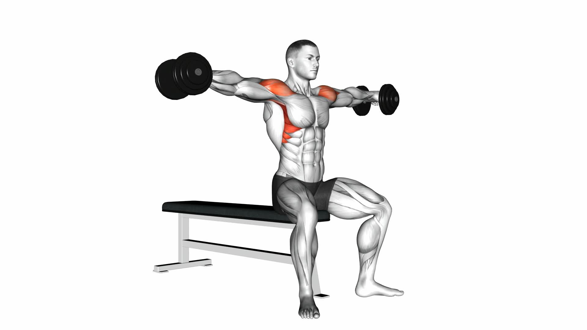 dumbbell seated lateral raise video exercise guide tips 1