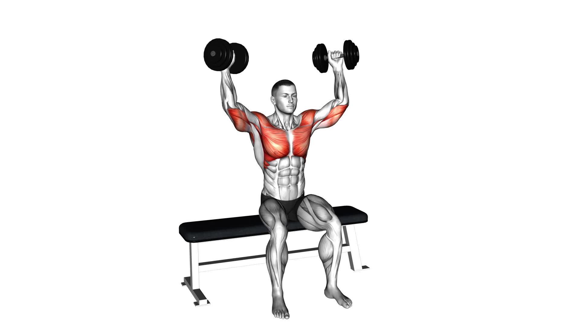 Dumbbell Seated Reverse Arnold Press (male) - Video Exercise Guide & Tips