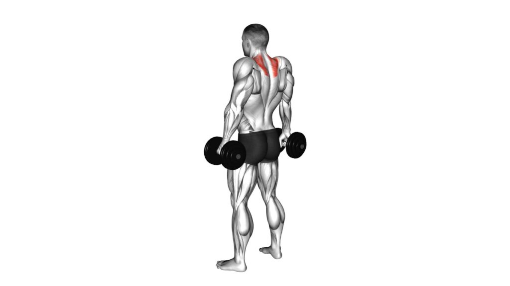 Dumbbell Shrug Ultimate Exercise Guide And Tips