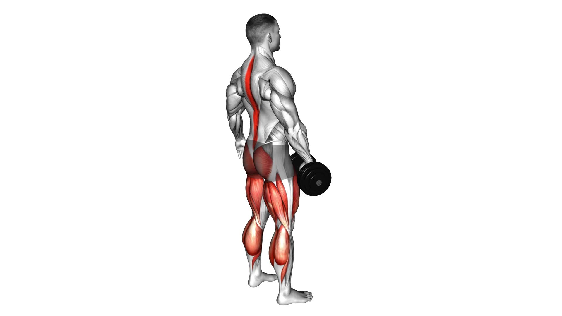 Dumbbell Single Arm Deadlift - Video Exercise Guide & Tips