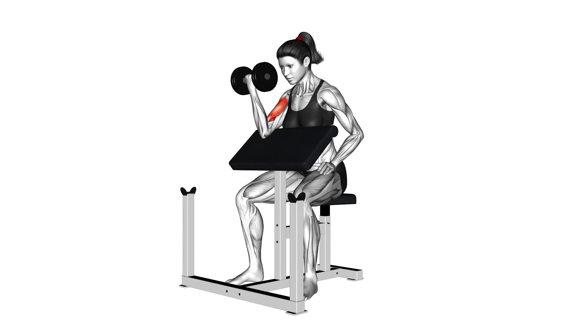 Dumbbell Single Arm Preacher Curl (female) - Video Exercise Guide & Tips