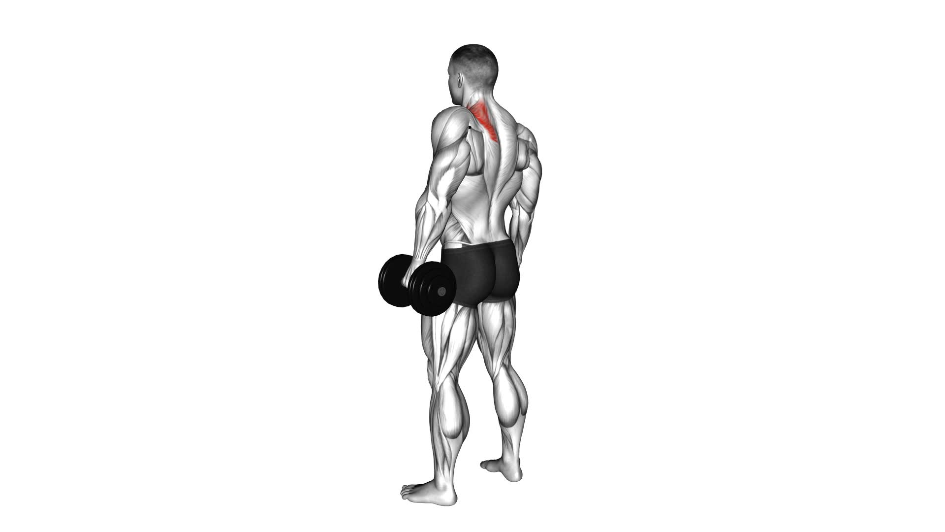 Dumbbell Single Arm Shrug - Video Exercise Guide & Tips