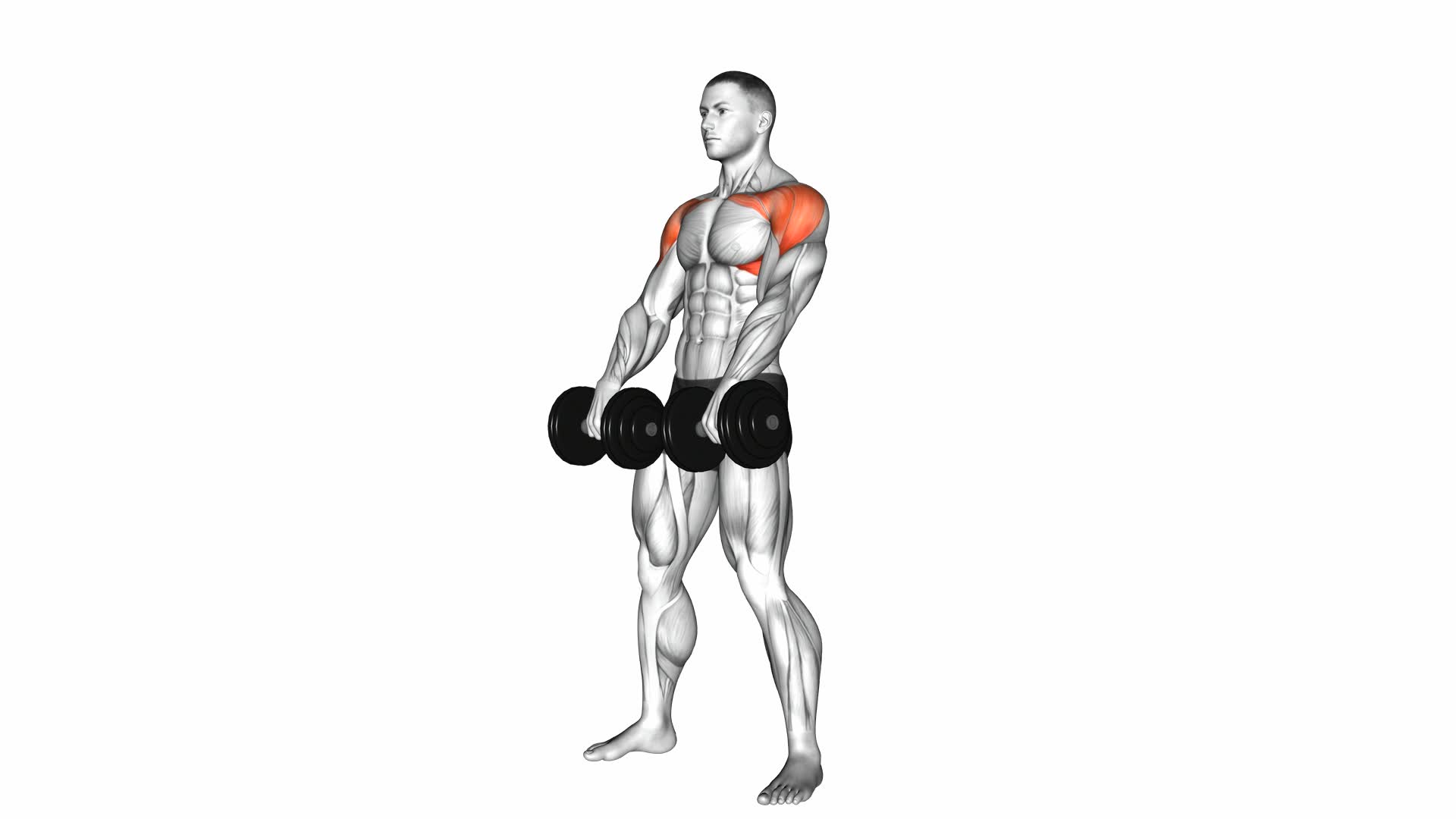 Dumbbell Standing Alternate Raise - Video Exercise Guide & Tips