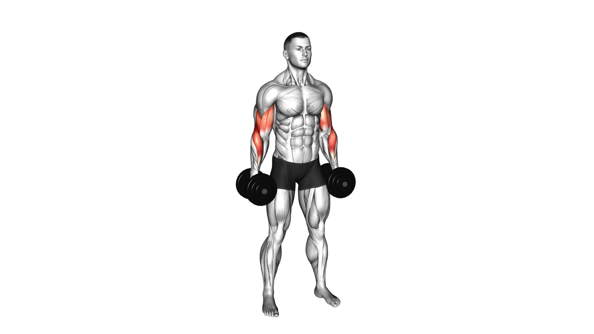 Dumbbell Standing Alternate Reverse Curl - Video Exercise Guide & Tips