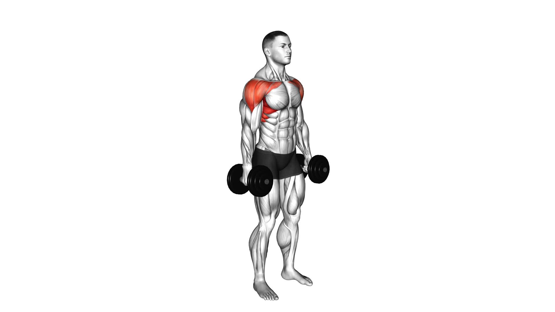 Dumbbell Standing Alternate Vertical Front Raises - Video Exercise Guide & Tips