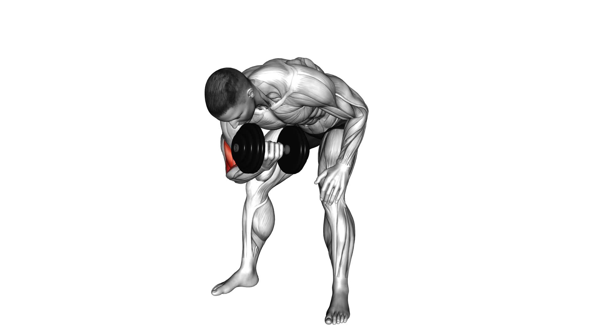 Dumbbell Standing Concentration Curl - Video Exercise Guide & Tips