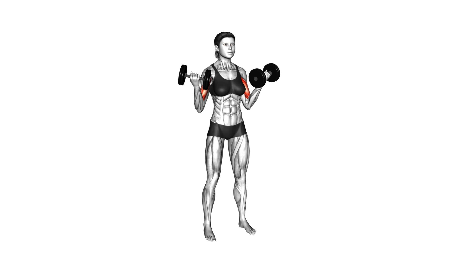 Inner Biceps Curl: Dumbbell Standing (Female) - Video Guide & Tips