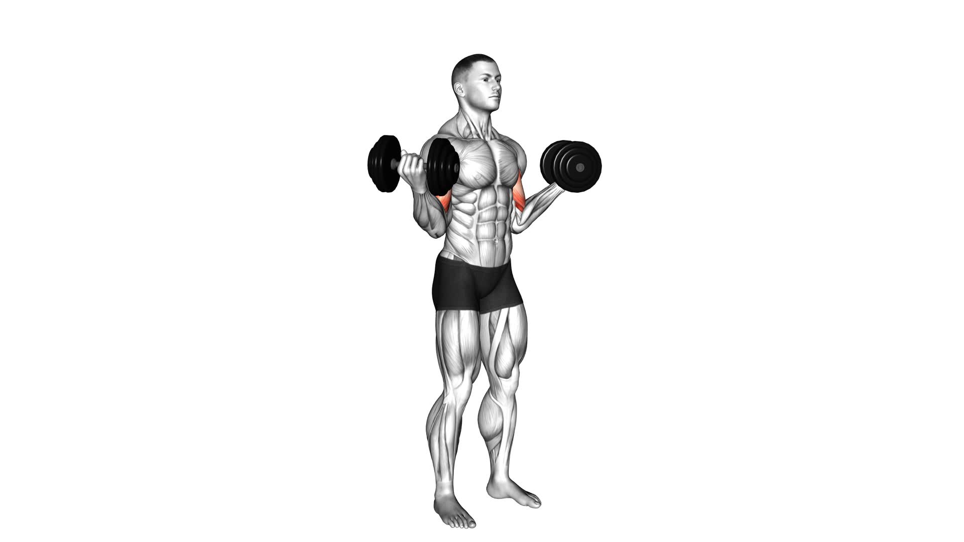 Dumbbell Standing Inner Biceps Curl - Video Exercise Guide & Tips