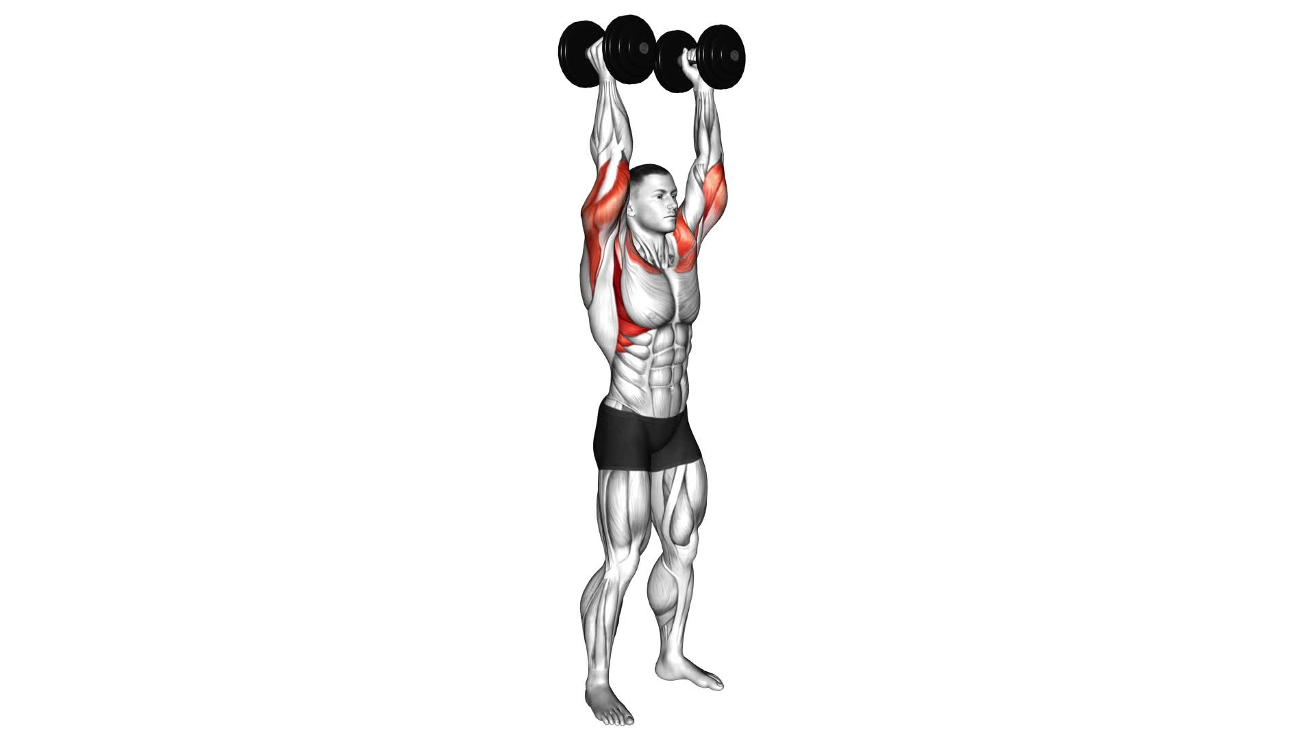 Dumbbell Standing Palms In Press - Video Exercise Guide & Tips