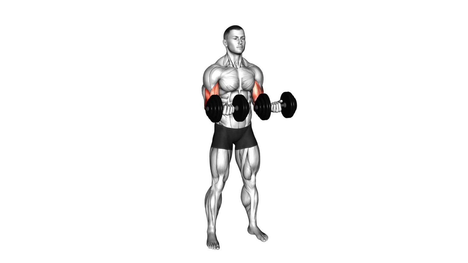 Reverse Curl Rotate: Dumbbell Standing (Male) - Video Guide & Tips