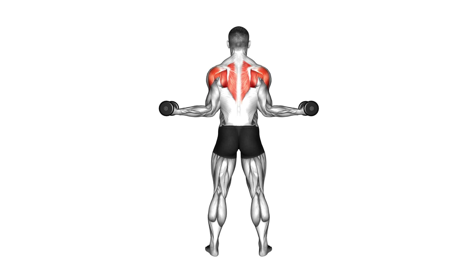 Dumbbell Standing Scapular External Rotation (male) - Video Exercise Guide & Tips