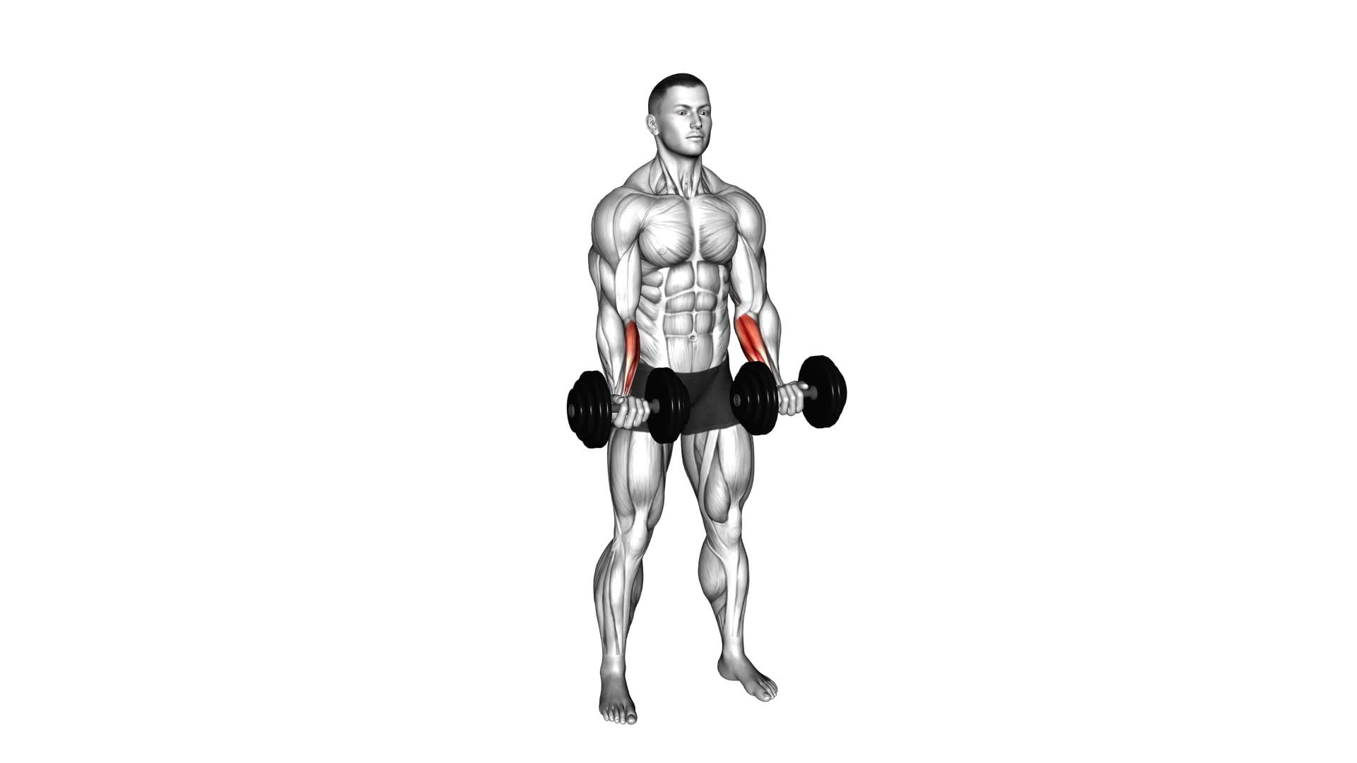 Dumbbell Standing Wrist Curl - Video Exercise Guide & Tips