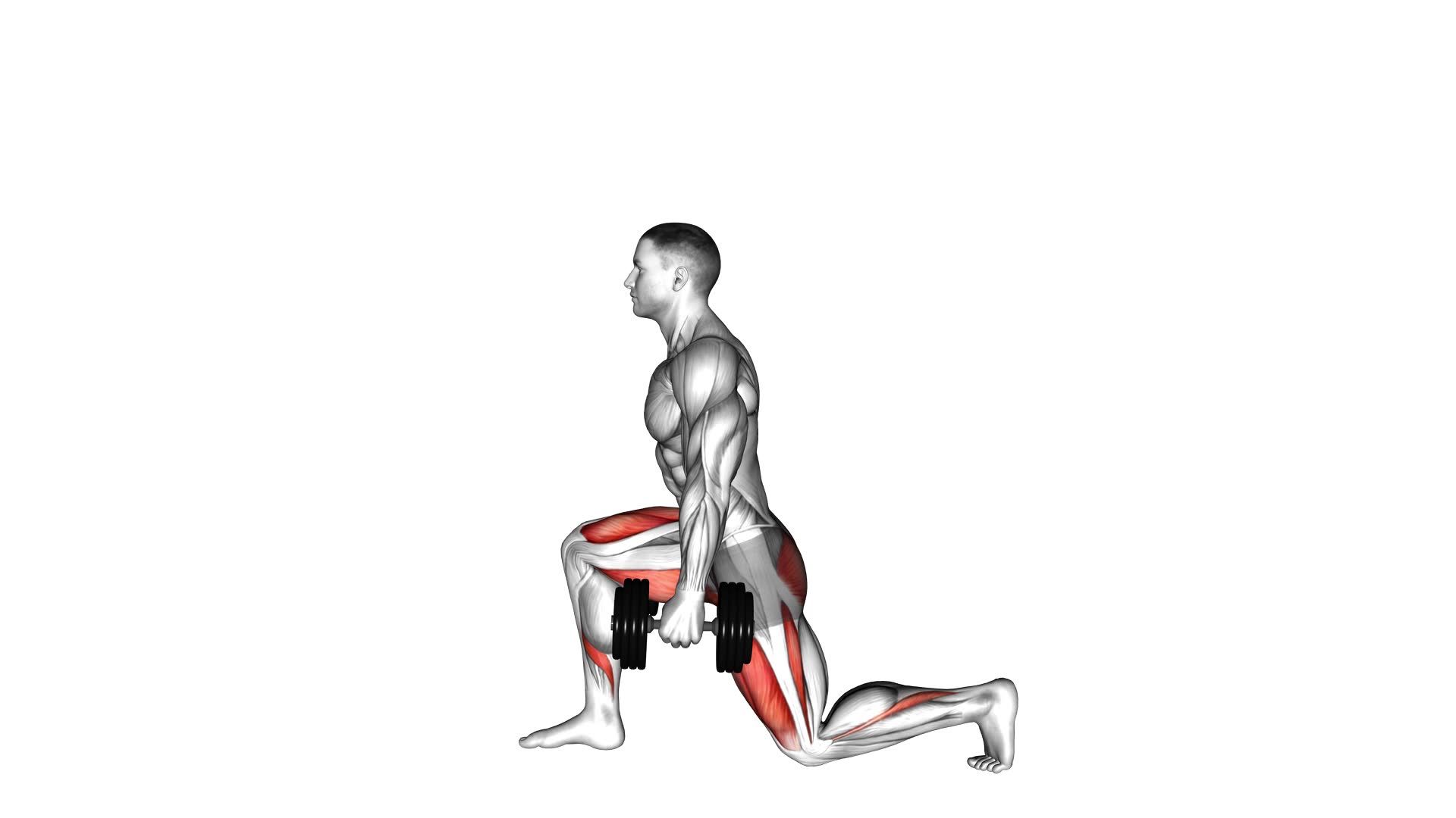 Dumbbell Static Lunge - Video Exercise Guide & Tips