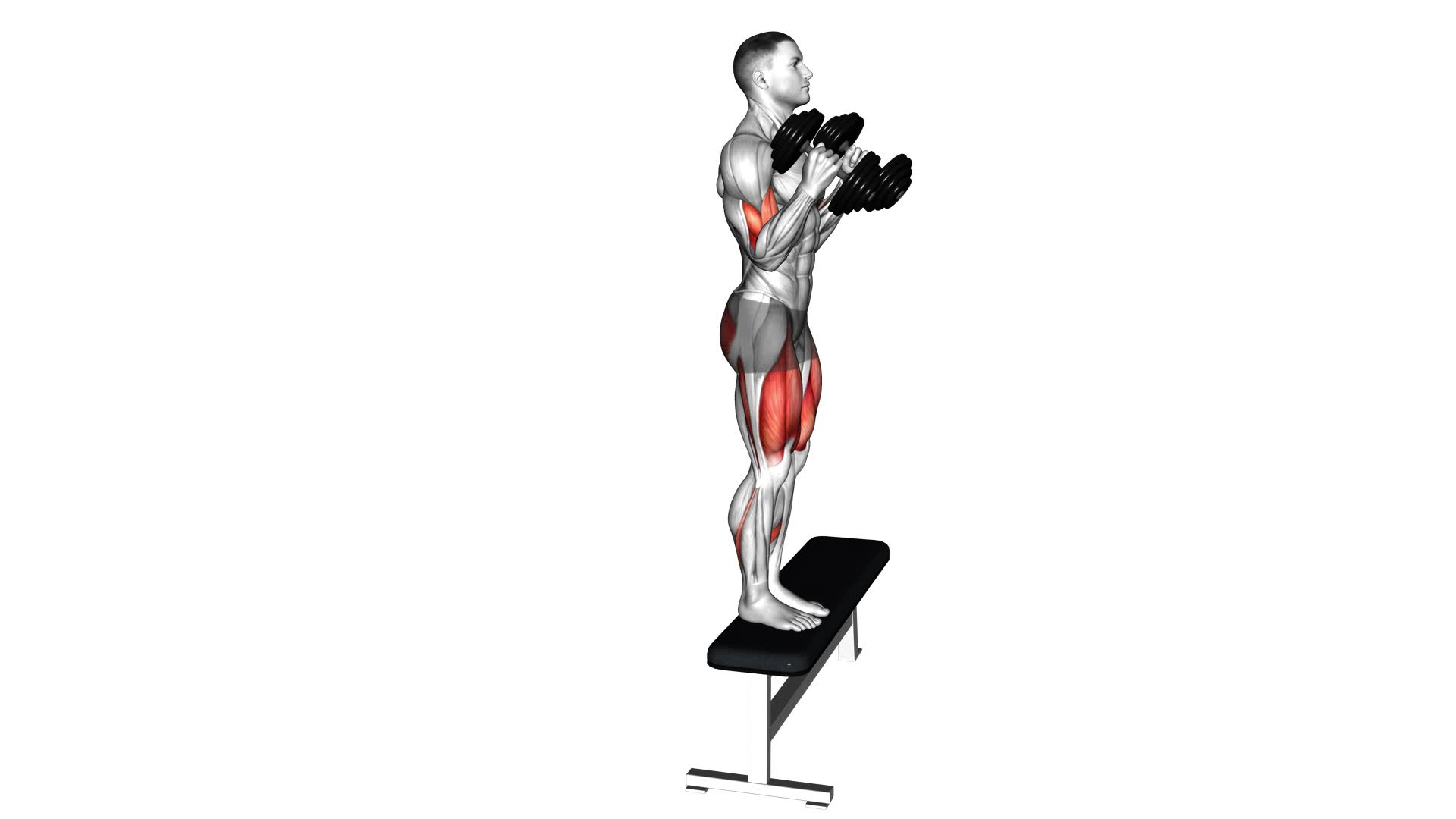Dumbbell Step-up Biceps Curl (male) - Video Exercise Guide & Tips