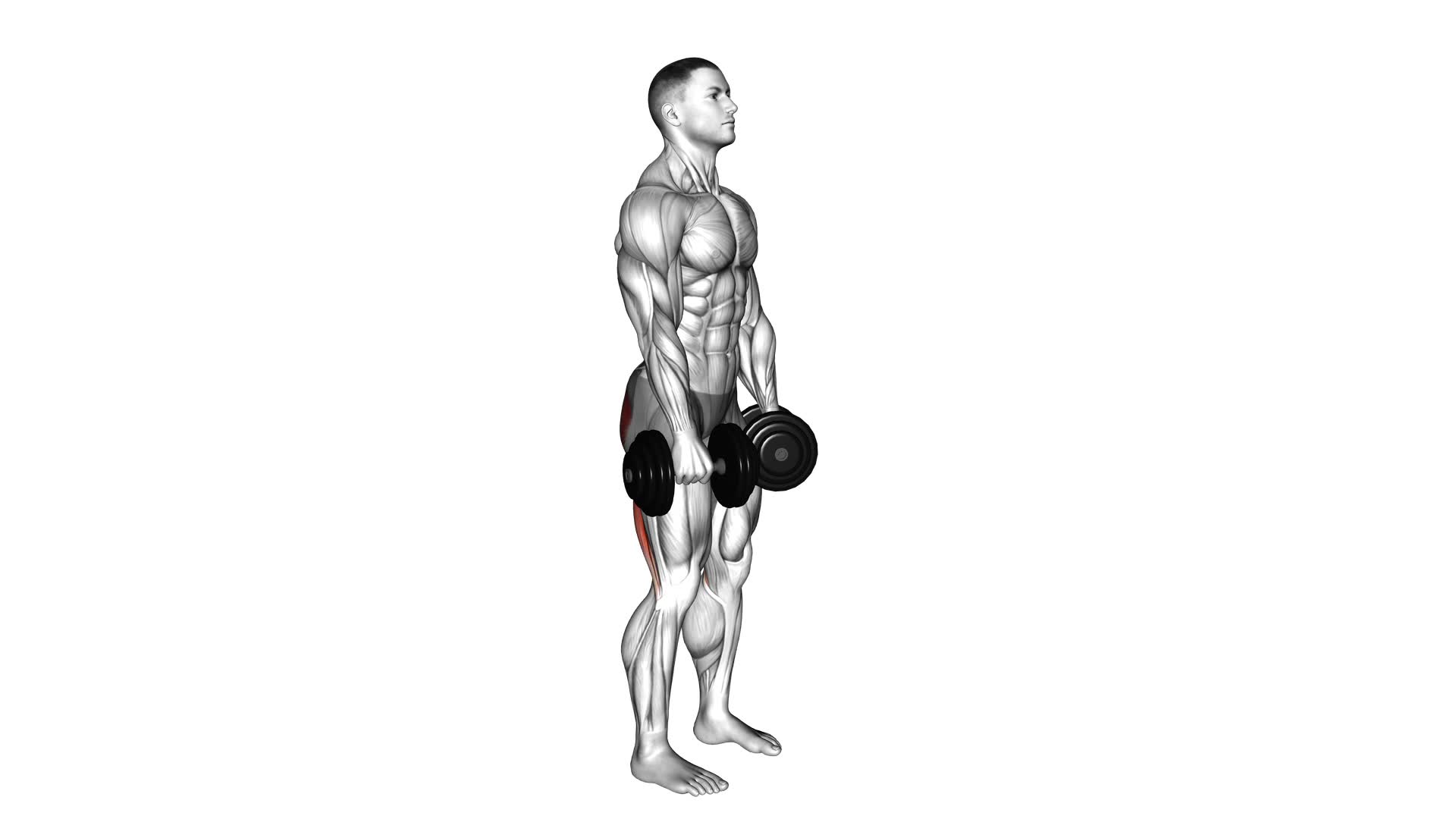 Dumbbell Straight Leg Deadlift: Video Guide & Tips