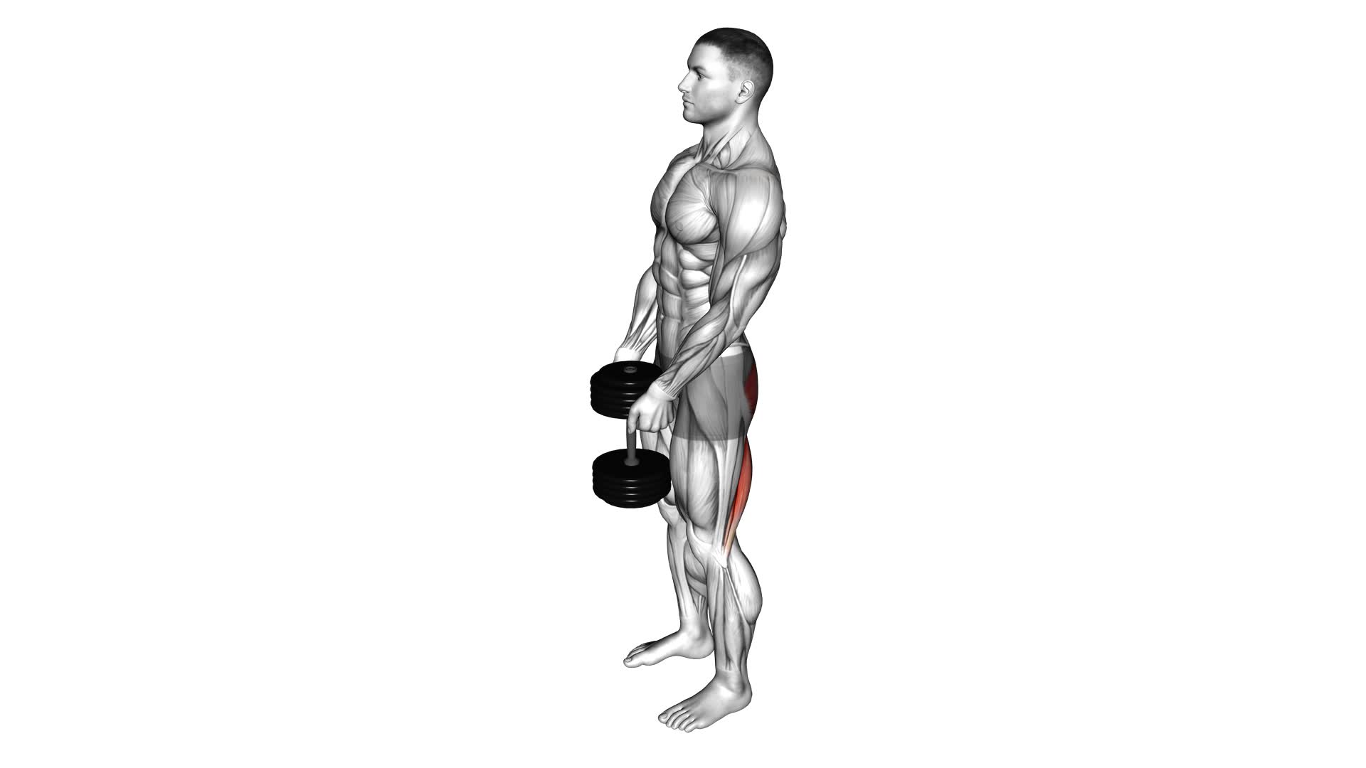 Dumbbell Straight Legs Deadlift: Video Guide & Tips