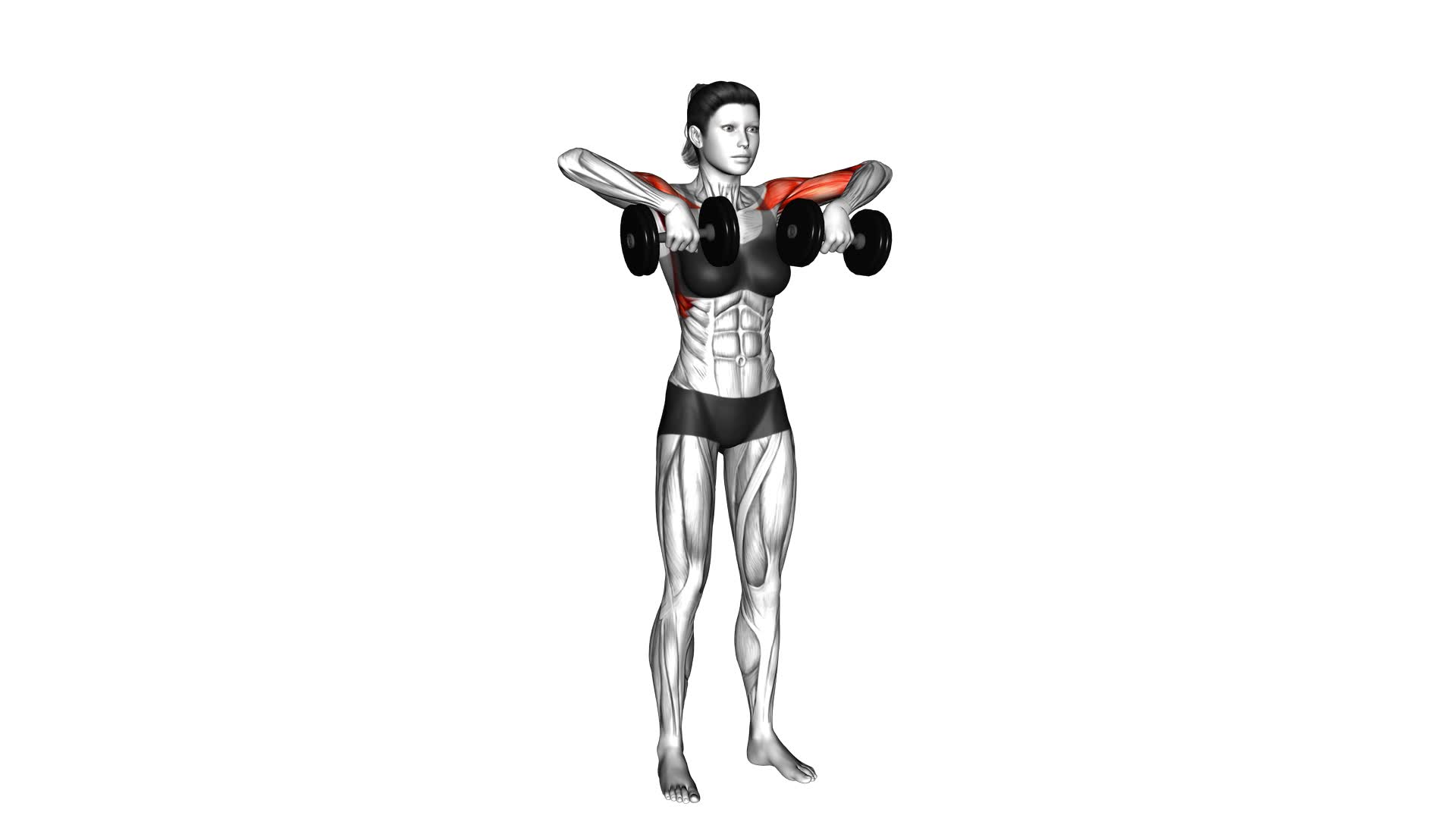 Dumbbell Upright Row (female) - Video Exercise Guide & Tips