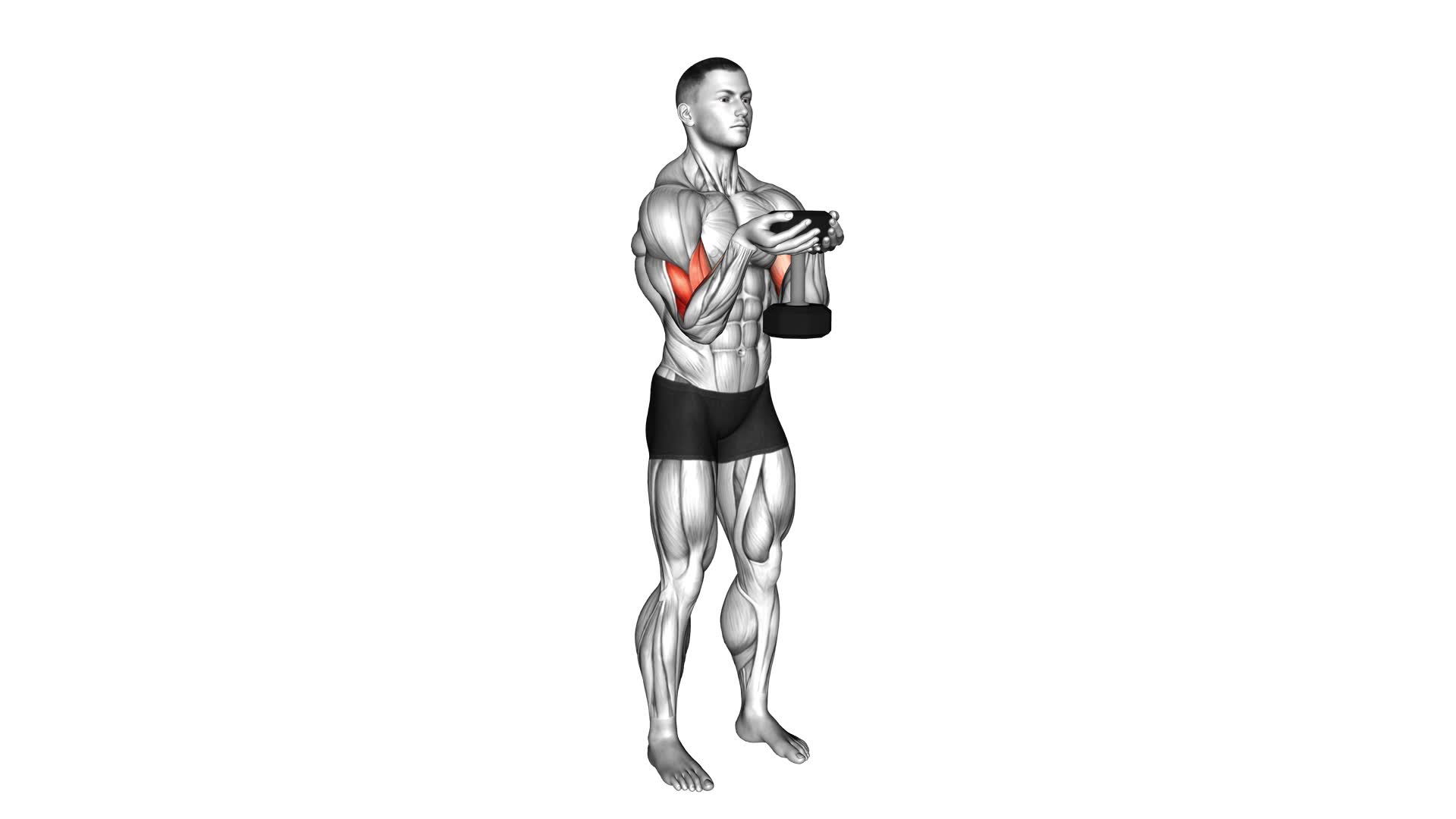 Dumbbell Waiter Biceps Curl - Video Exercise Guide & Tips