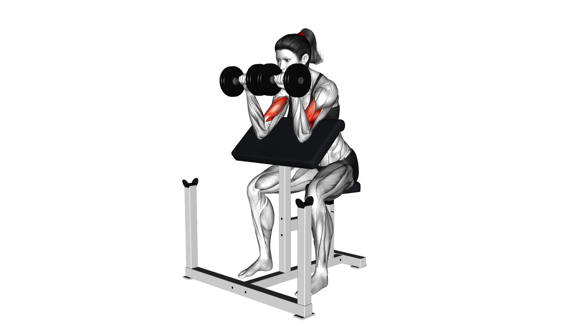 Dumbbell Zottman Preacher Curl (female) - Video Exercise Guide & Tips