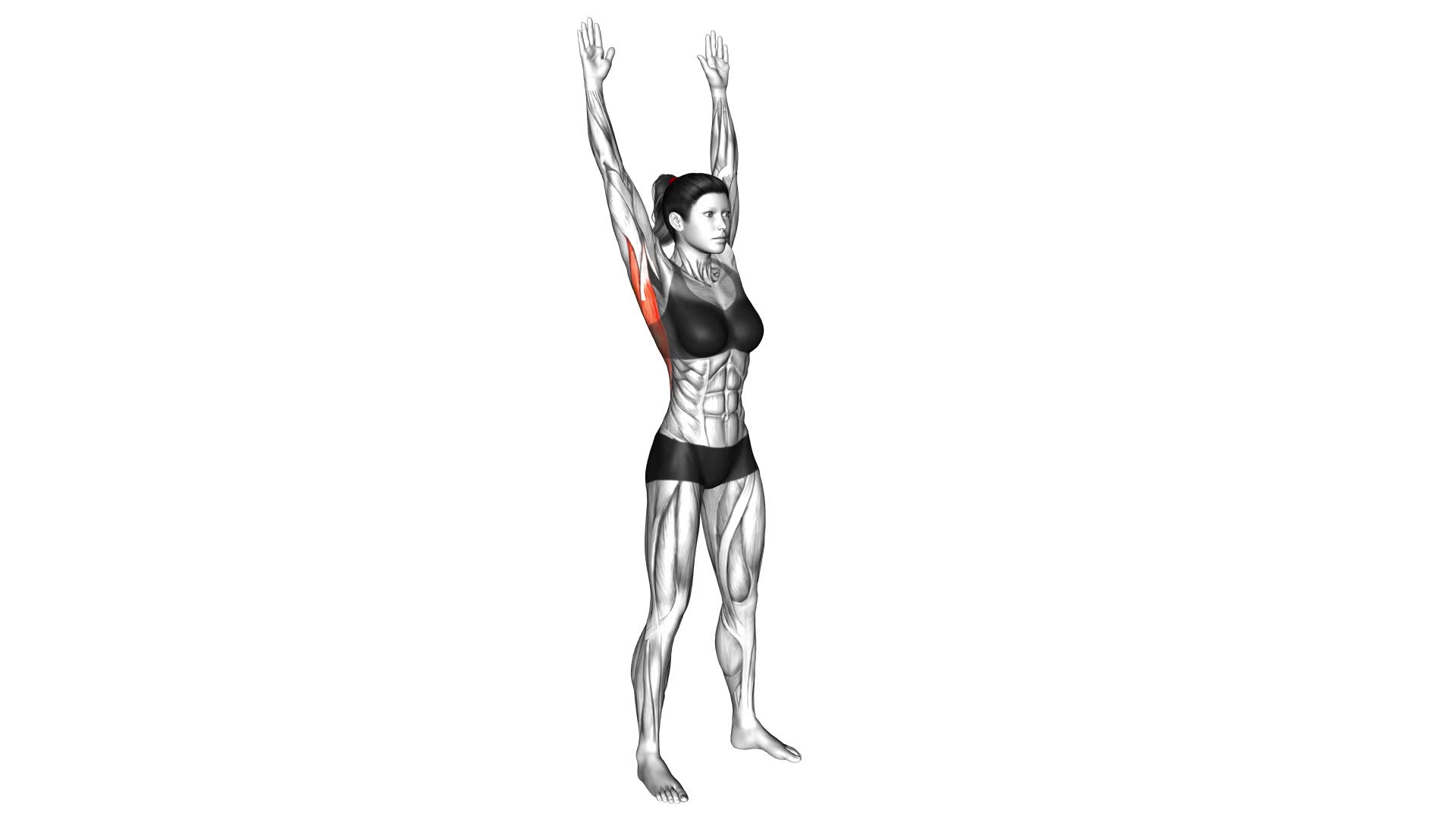 Dynamic Back Stretch (female) - Video Exercise Guide & Tips