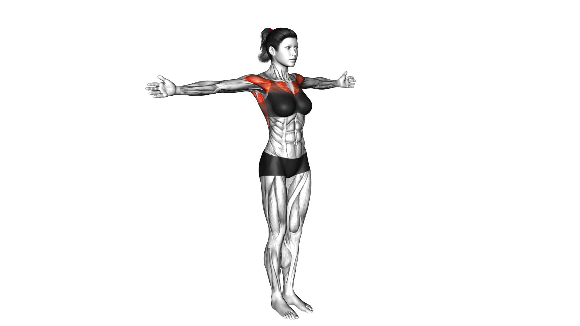 Dynamic Chest Stretch (female) - Video Exercise Guide & Tips