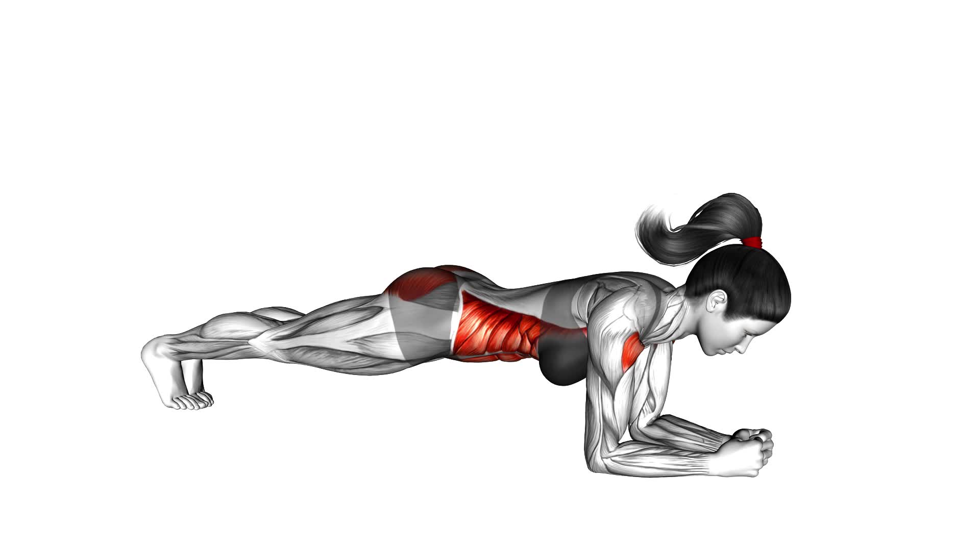 Elbow Push up (female) - Video Exercise Guide & Tips