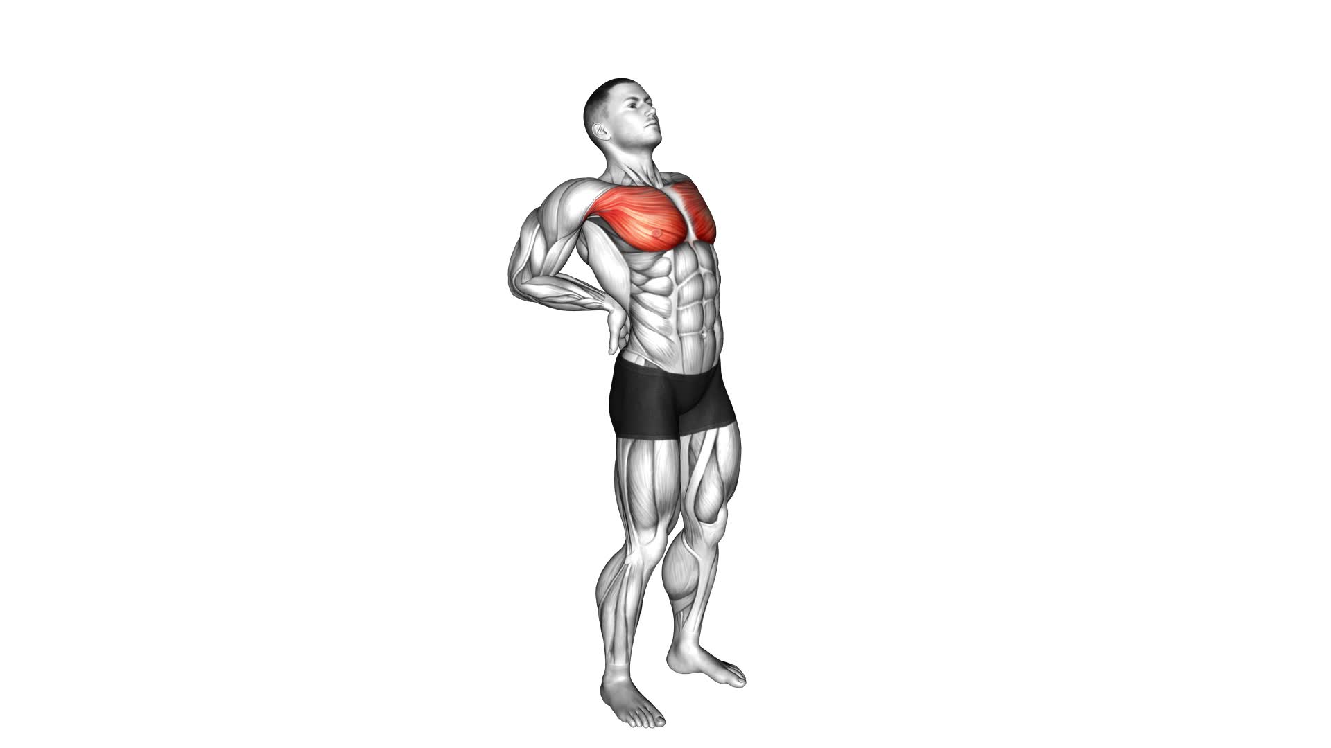 Elbows Back Stretch (male) - Video Exercise Guide & Tips