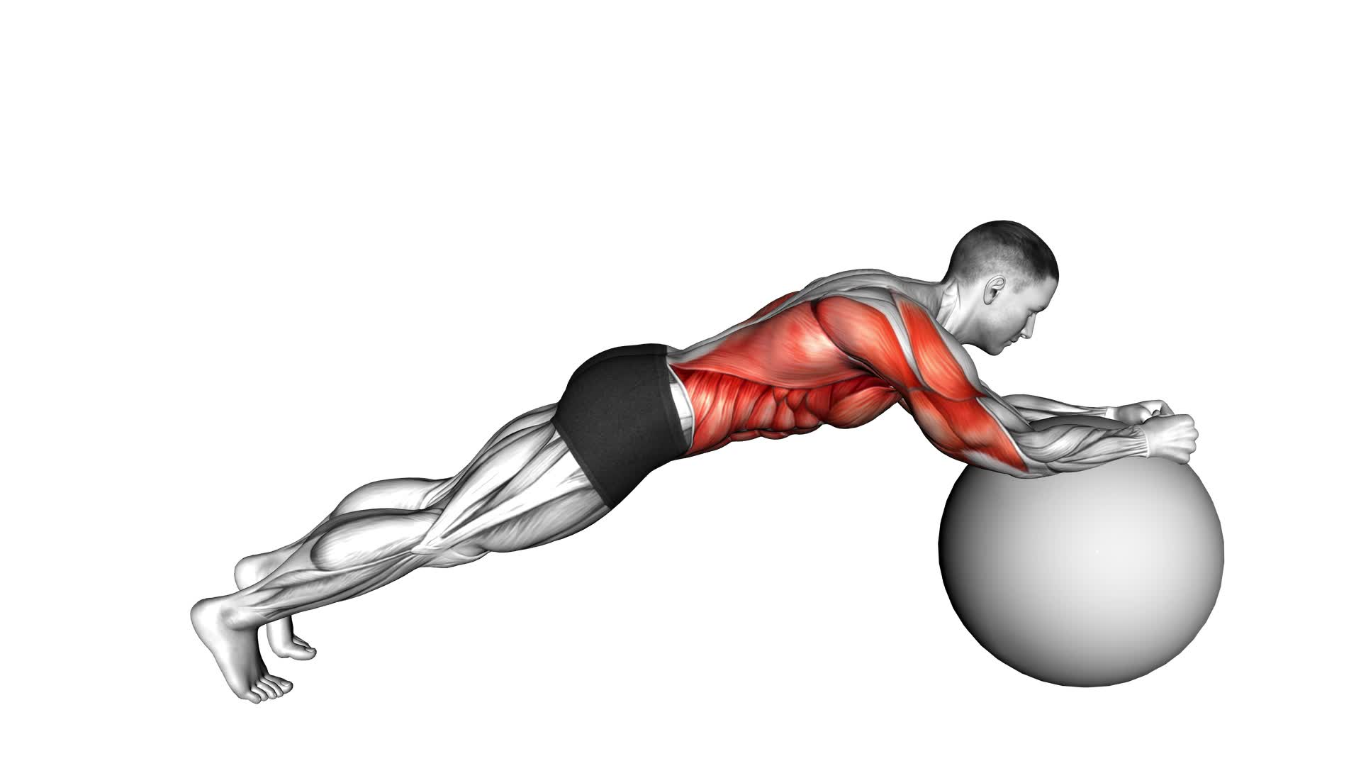 Exercise Ball Body Saw - Video Exercise Guide & Tips