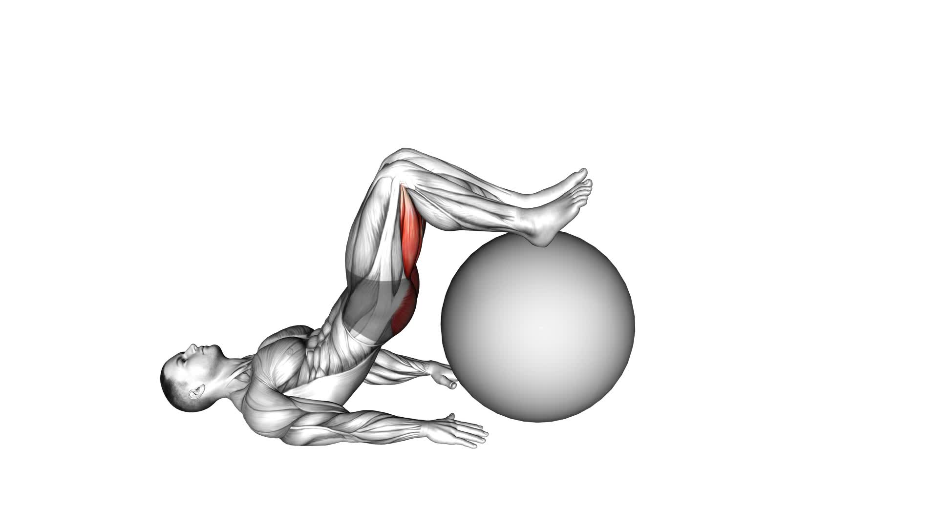 Exercise Ball Leg Curl - Video Exercise Guide & Tips