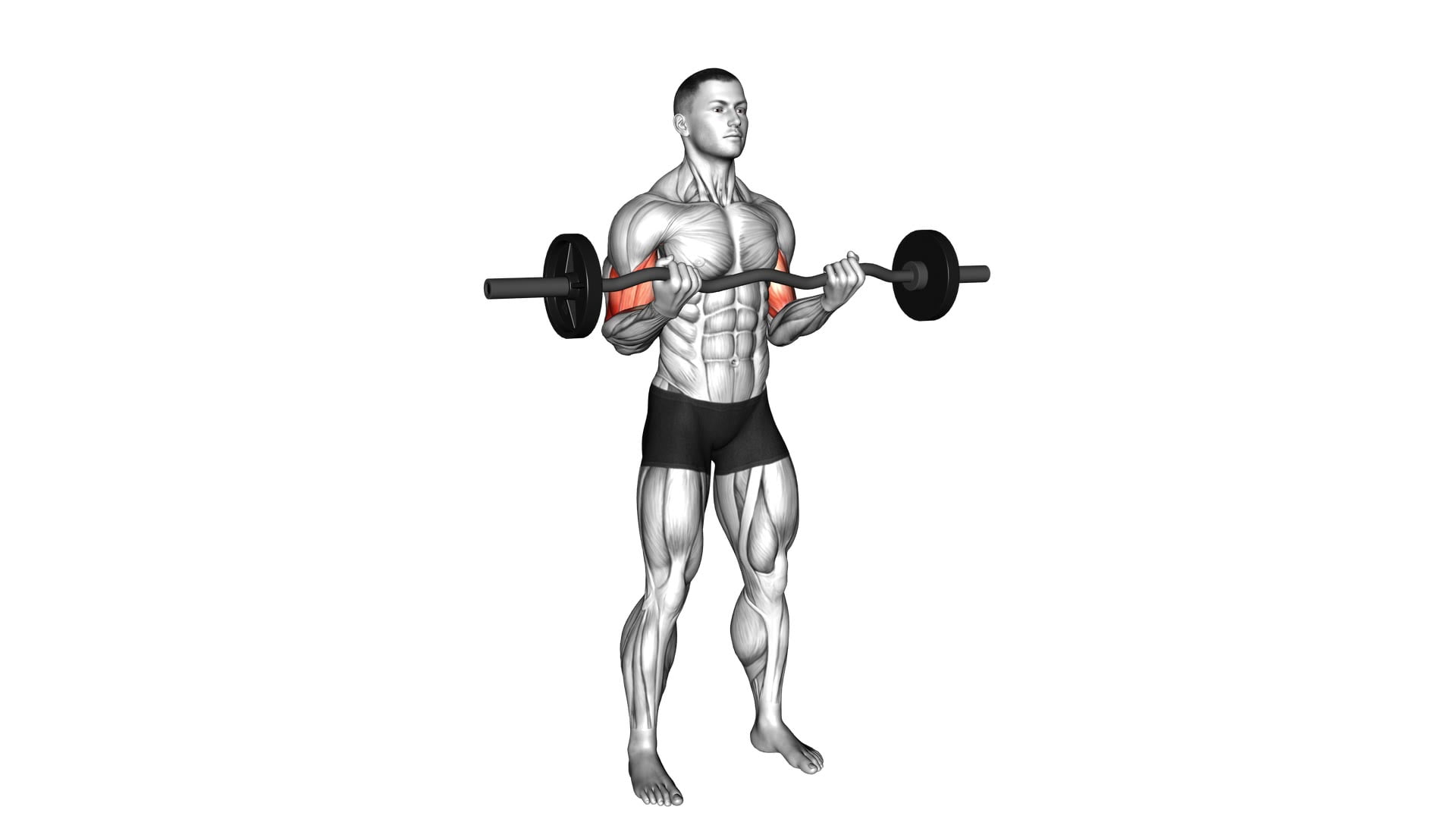 EZ-bar 21s - Video Exercise Guide & Tips