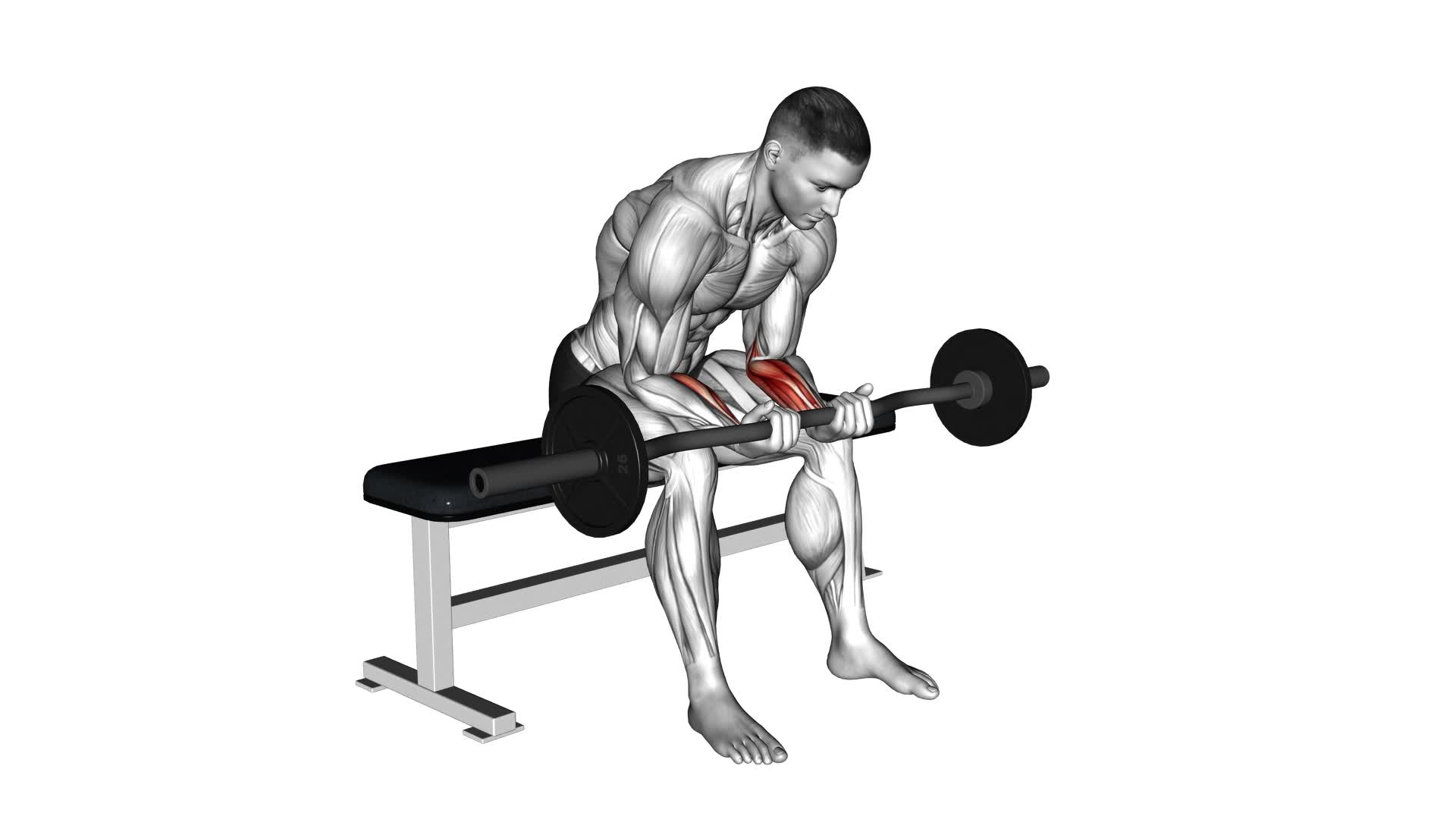 EZ Bar Seated Wrist Curl - Video Exercise Guide & Tips