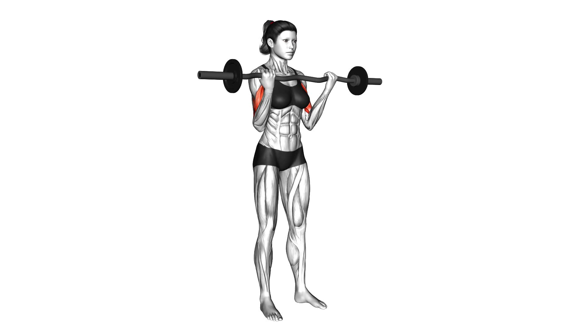 EZ Barbell Curl (female) - Video Exercise Guide & Tips
