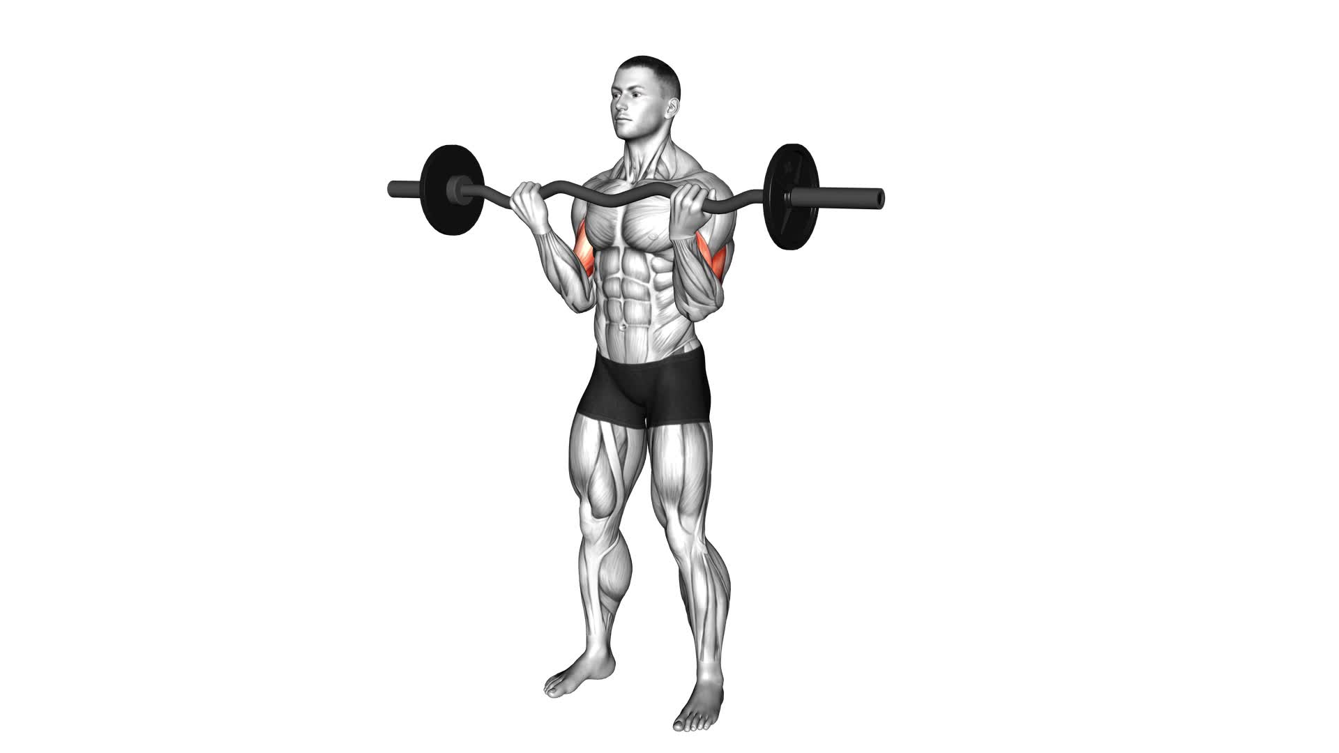 EZ Barbell Curl - Video Exercise Guide & Tips