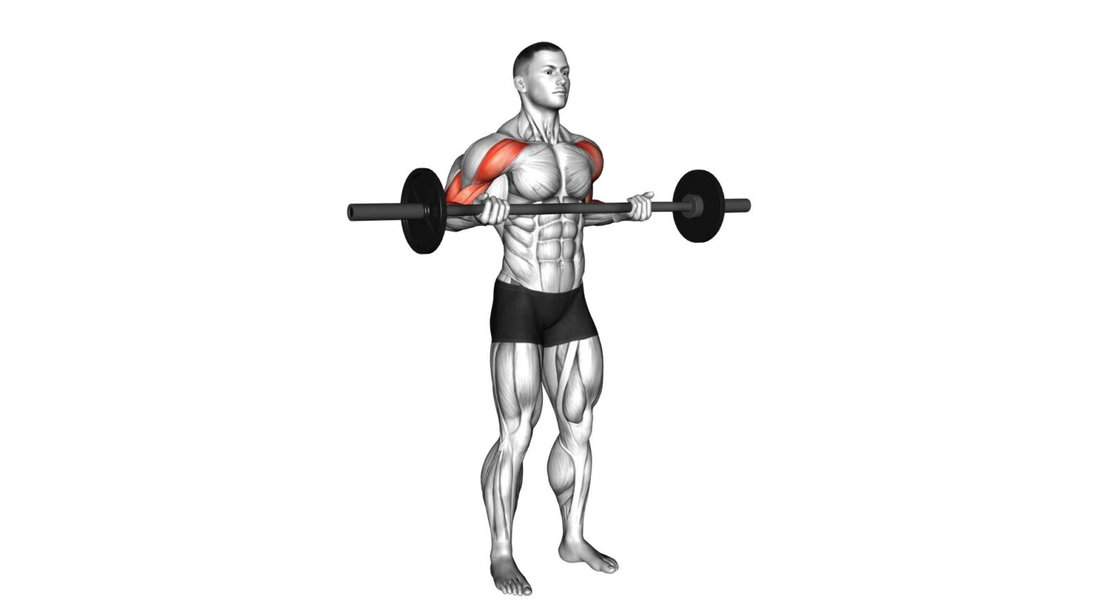 Dumbbell Standing Drag Curl - Video Guide & Tips