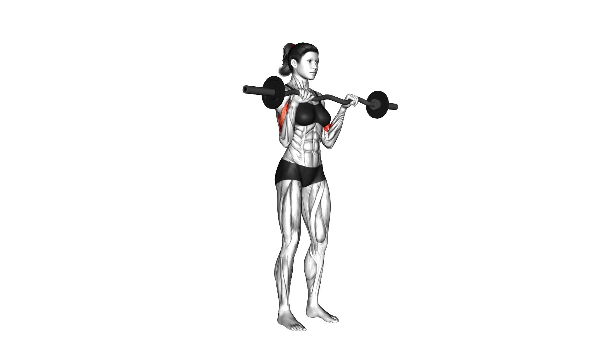 EZ-Barbell Reverse Grip Curl (female) - Video Exercise Guide & Tips