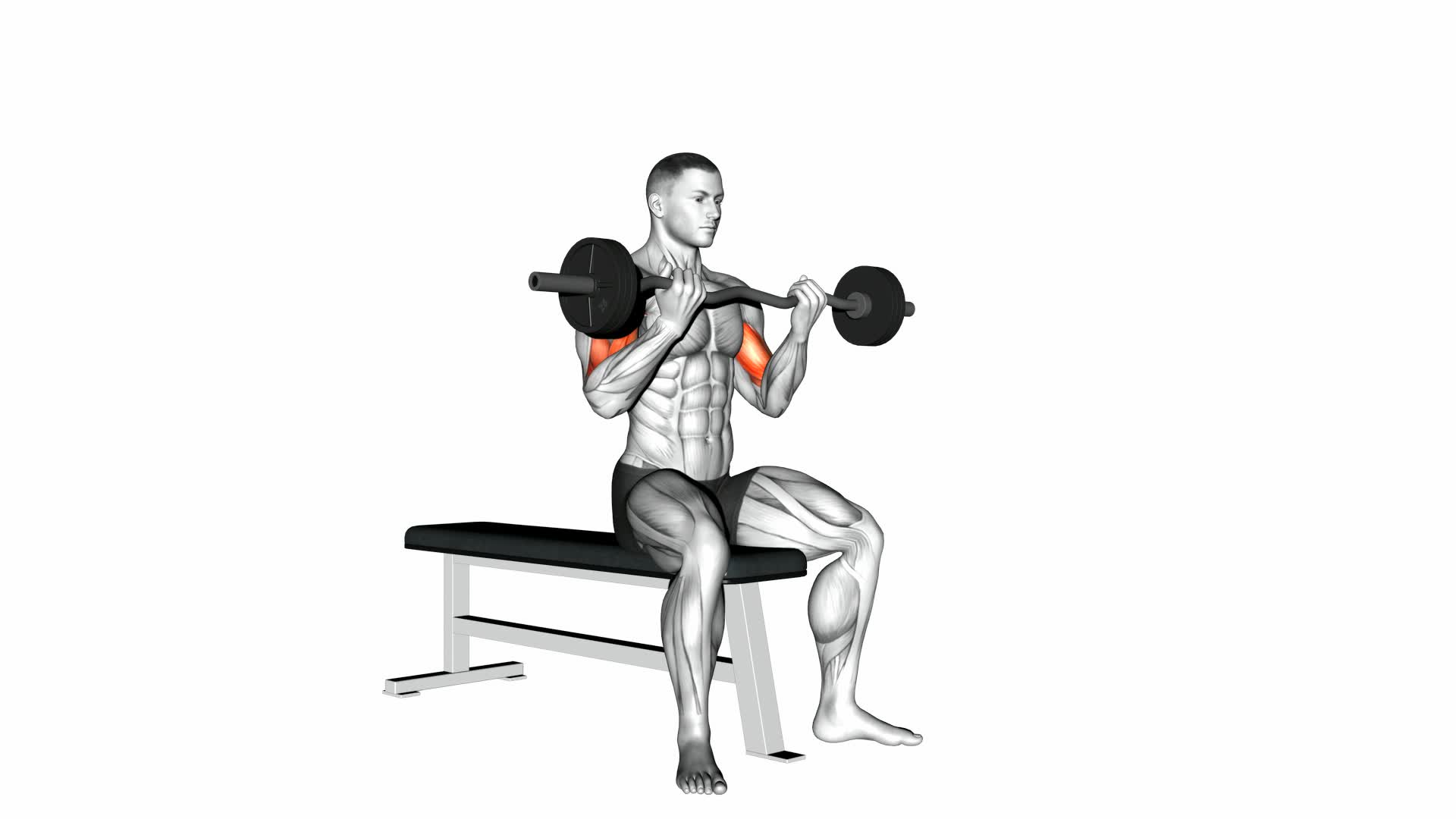 EZ Barbell Seated Curls - Video Exercise Guide & Tips