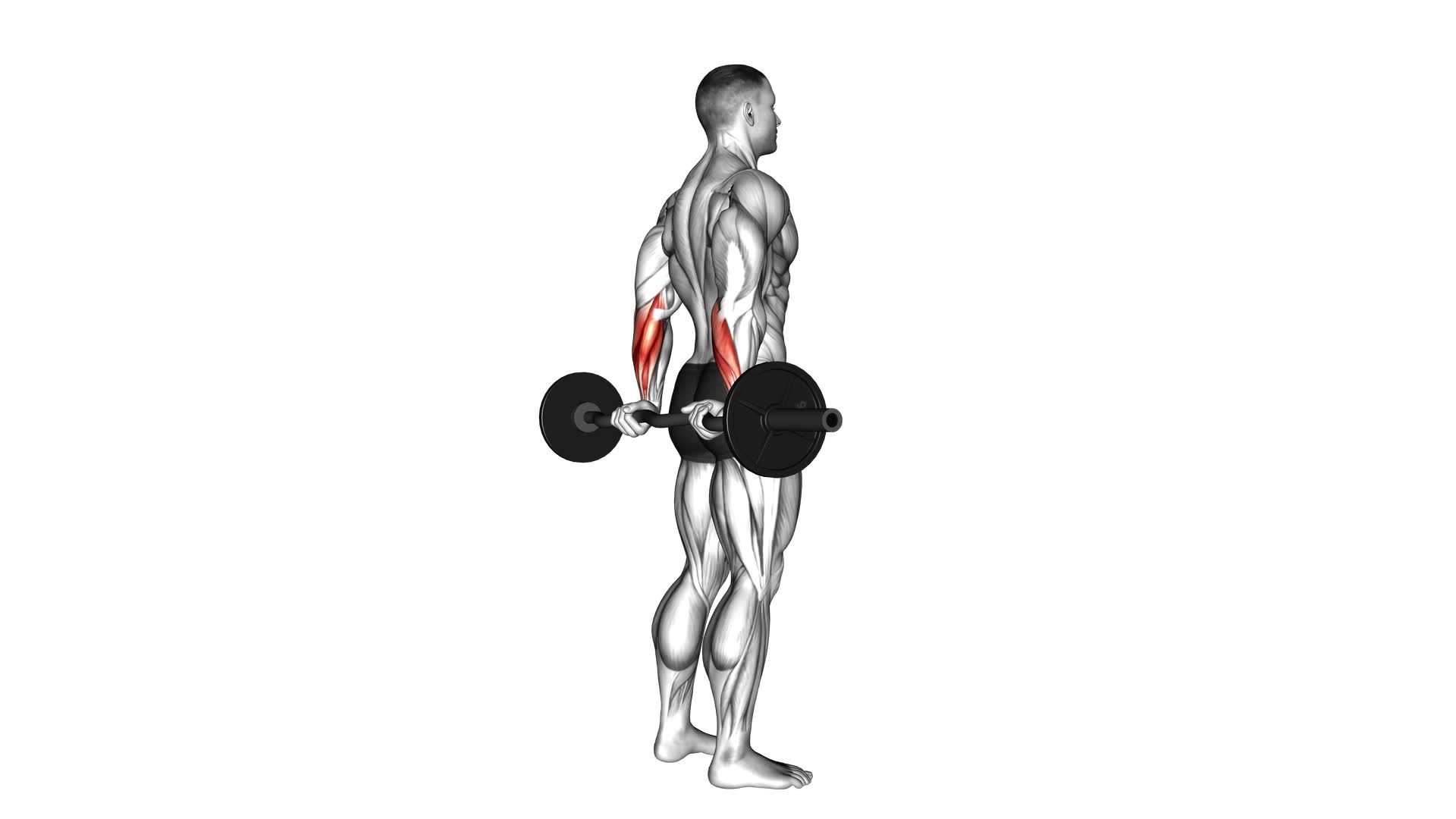 EZ Barbell Standing Back Wrist Curl: Video Guide & Tips