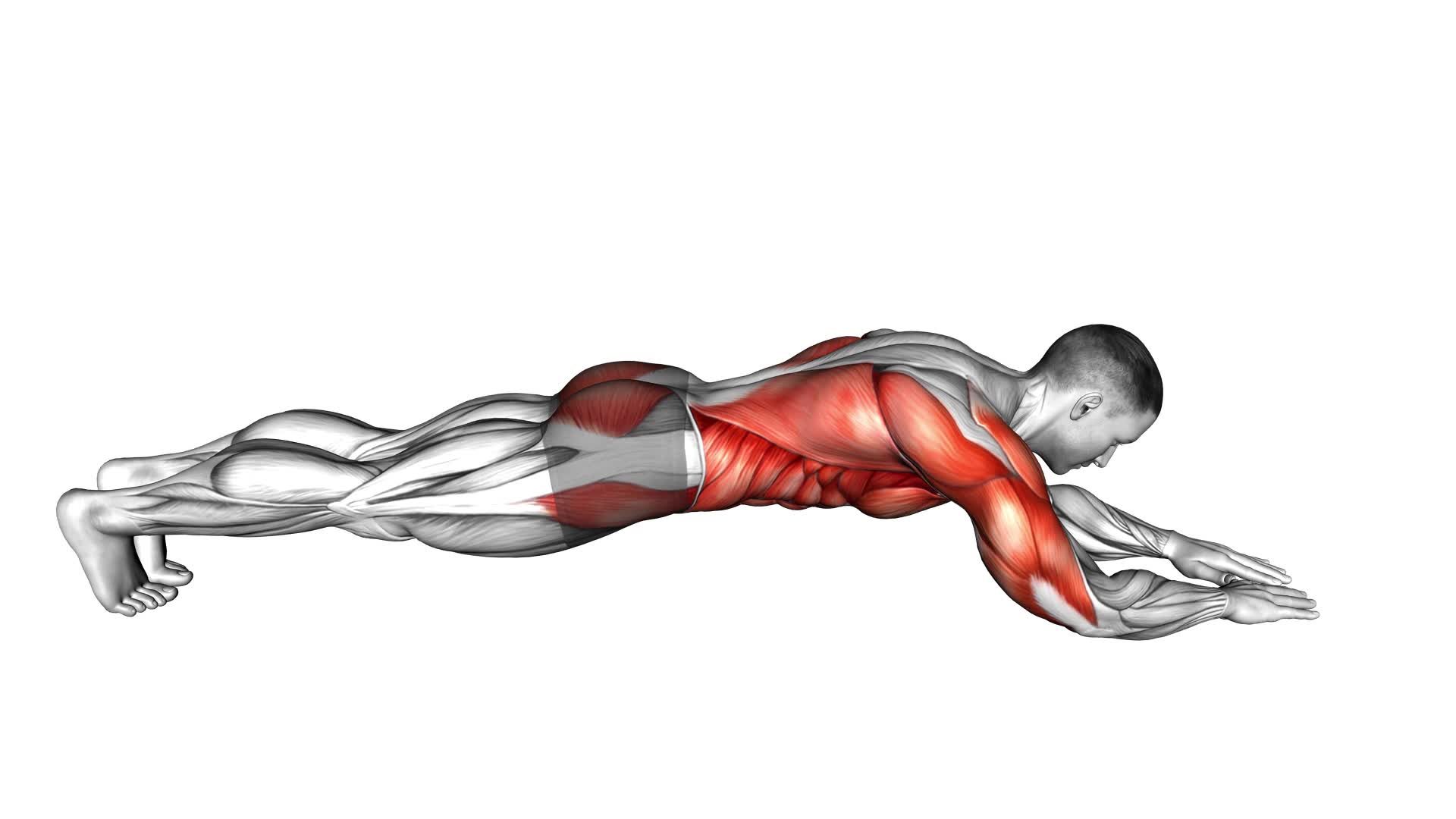 Forward Arms Plank (male) - Video Exercise Guide & Tips