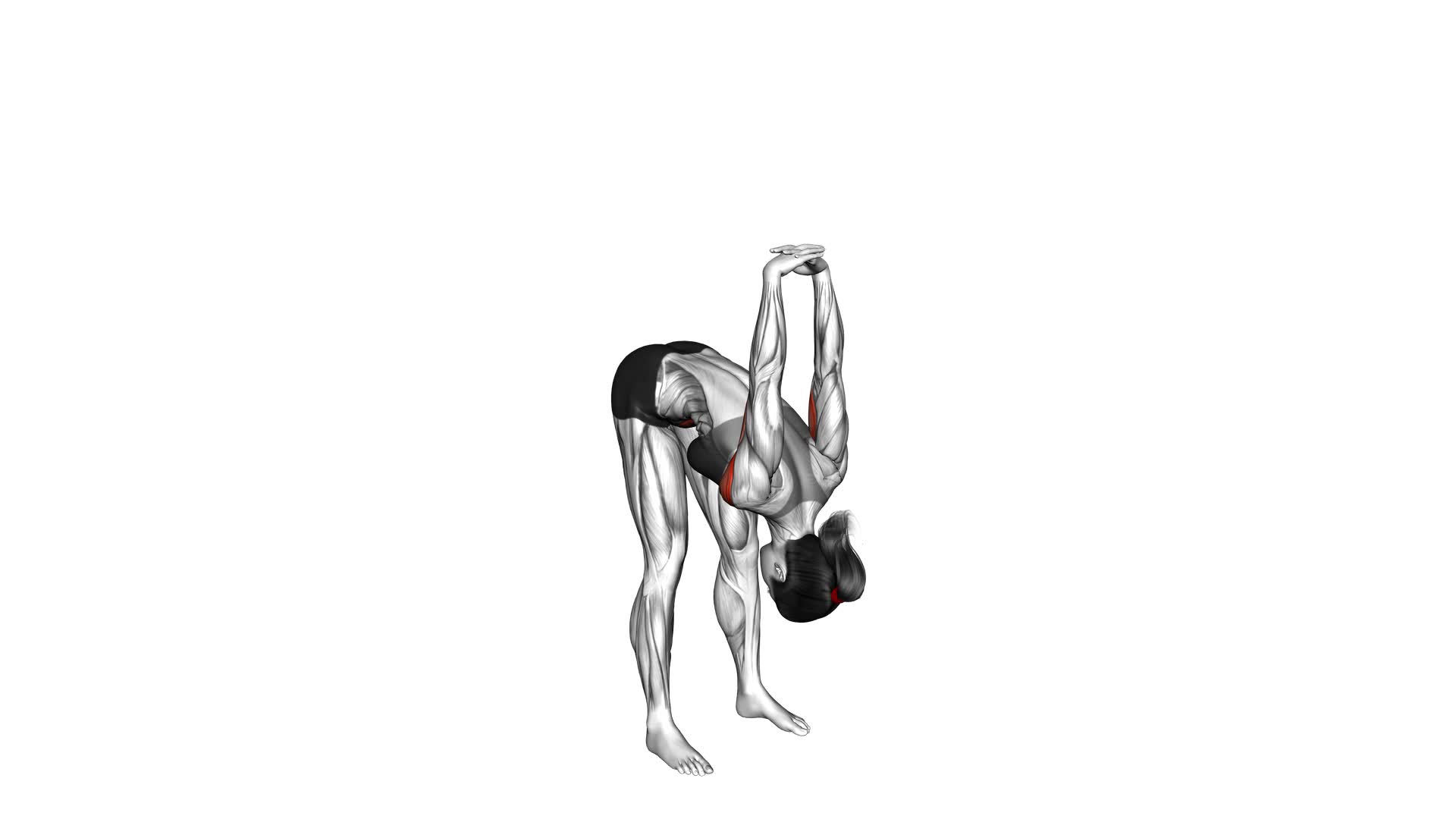 Forward Bend Back Stretch (female) - Video Exercise Guide & Tips