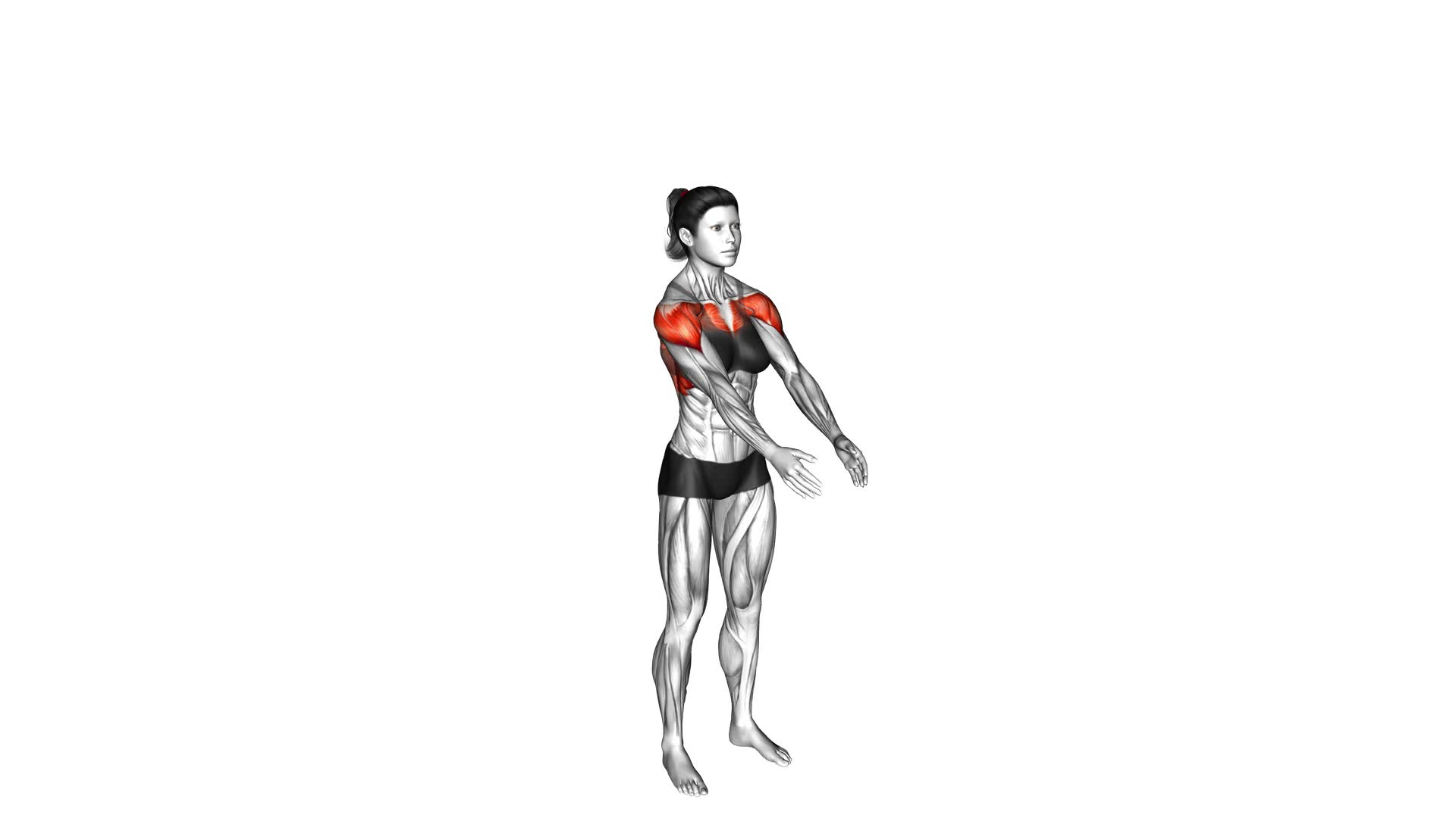 Front and Back Arms Rotation (female) - Video Exercise Guide & Tips