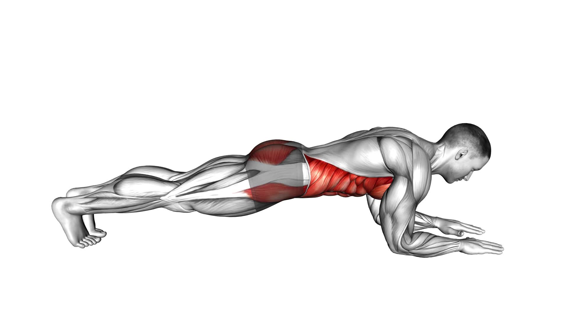 Front Plank (male) - Video Exercise Guide & Tips