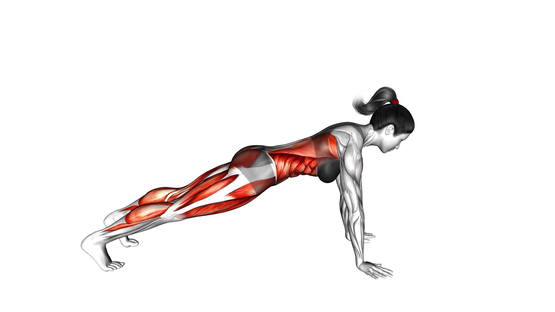 Front Plank With Arm and Leg Lift (Push-Up Position) (Female) - Video Exercise Guide & Tips