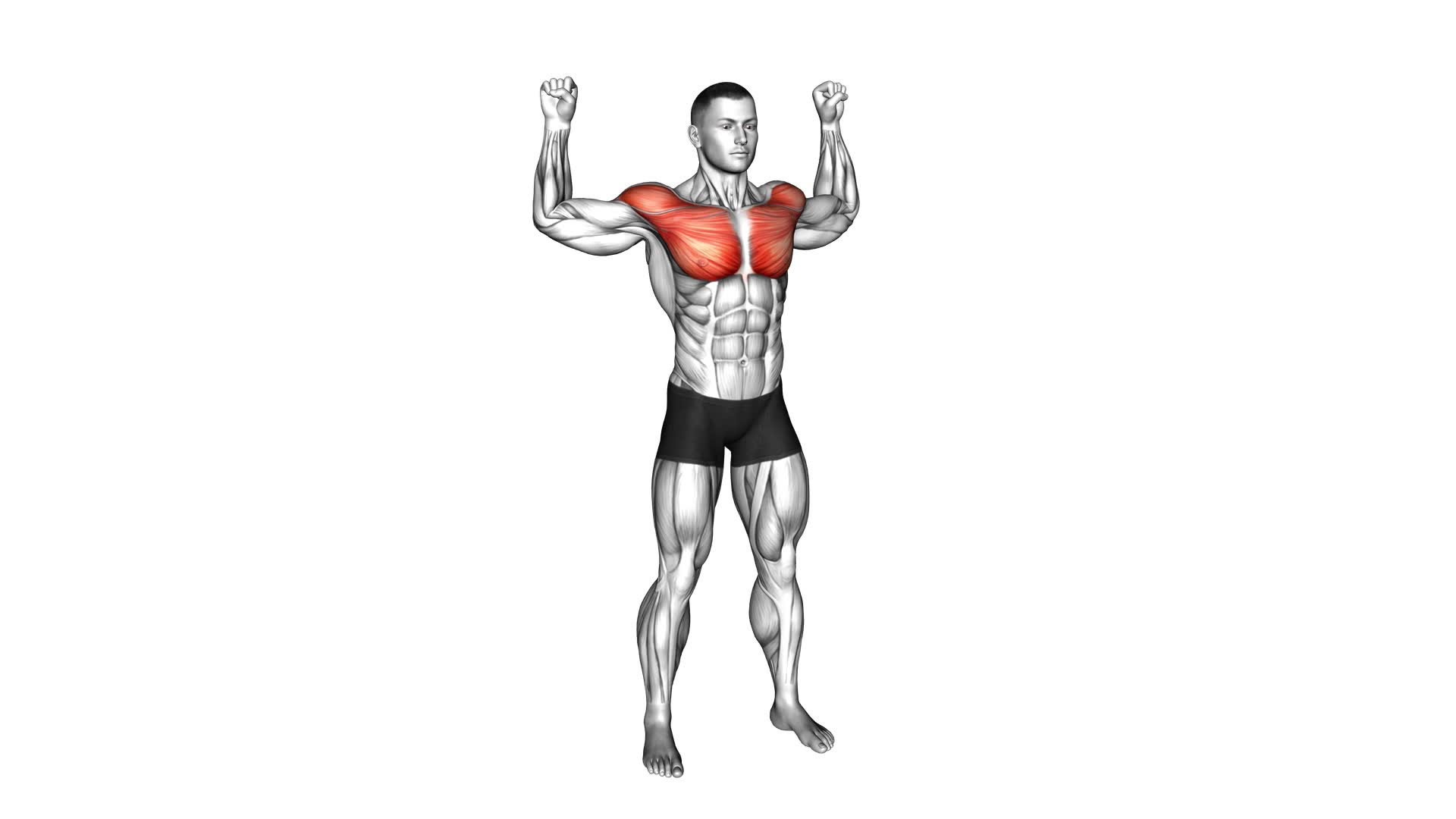 Half Chest Fly (male) - Video Exercise Guide & Tips