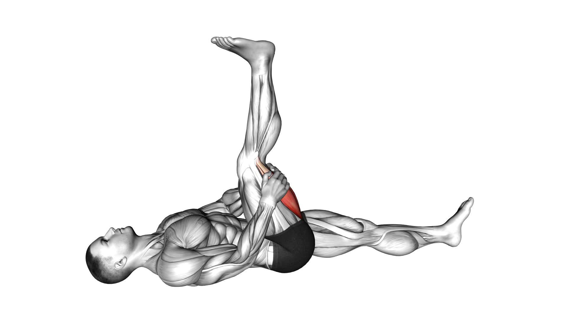 Hamstring Stretch - Video Exercise Guide & Tips